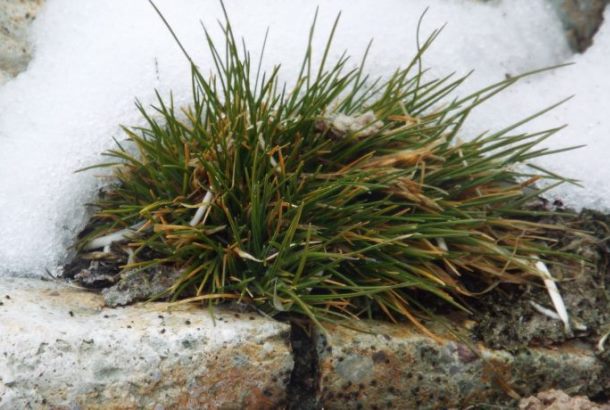 8 червня науковці представлять антарктичний проект, що відкриває нові можливості в медицині та вивченні адаптації організму до екстремальних умов