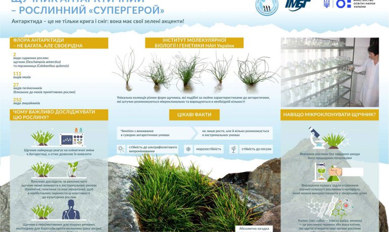 Щучник антарктичний – рослина-«супергерой». Презентуємо антарктичні біотехнології на Innovation Market