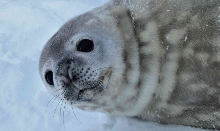 «Літо в Антарктиді». Як тюлені допомагають вивчати кліматичні зміни? Продовження циклу сюжетів у «Сніданку з 1+1»