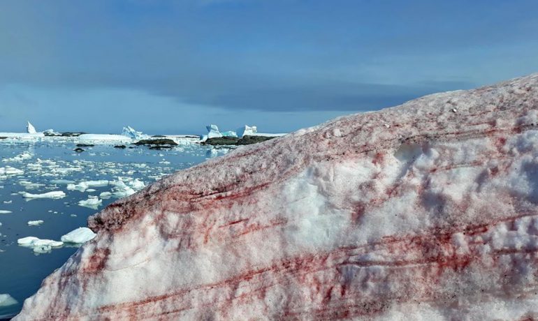 Червоним по білому. Цвітіння снігових водоростей – одна з ознак зміни клімату