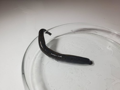 Вчені з Харкова відкрили невідомих науці істот, зокрема, п’явку, що мешкає в Антарктиді