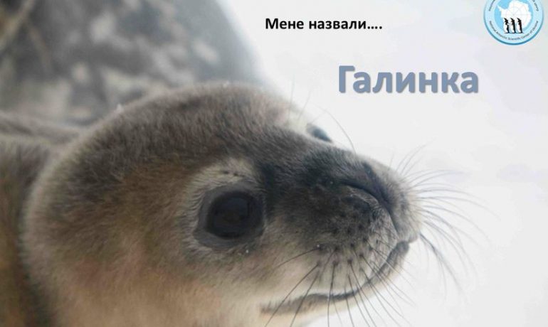 Галинка - перше тюлененятко, яке народилося на Галіндез