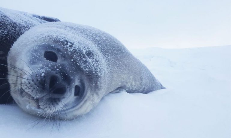 Весна в Антарктиді. Небалувана Галя та інші тюлені. Про роботу біолога на станції «Академік Вернадський».