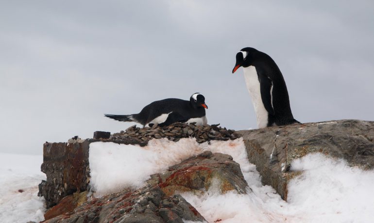 Весна в Антарктиді. Кам’яні гнізда з пташиного базару