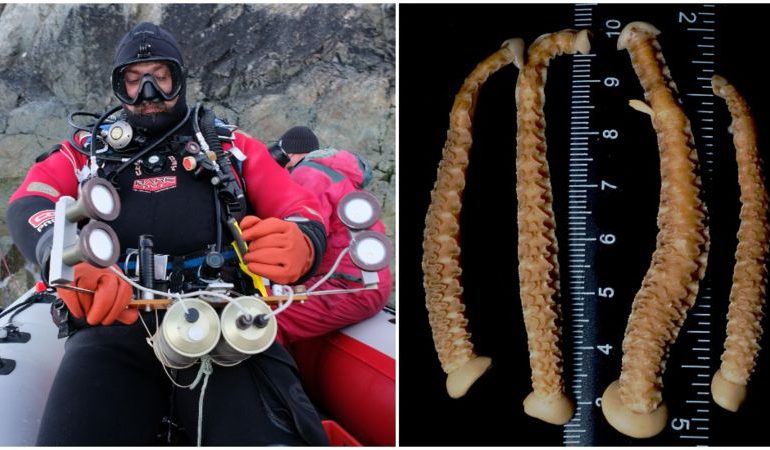 BBC News Україна: 25 років станції "Вернадський". Нове відкриття українських вчених про еволюцію океану