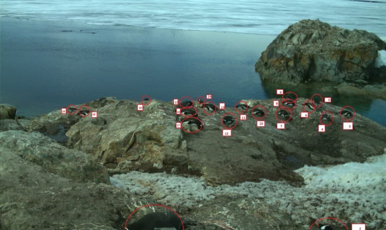 Найуважніші спостерігачі за пінгвінами: визначено переможців конкурсу з екологічного моніторингу Антарктиди