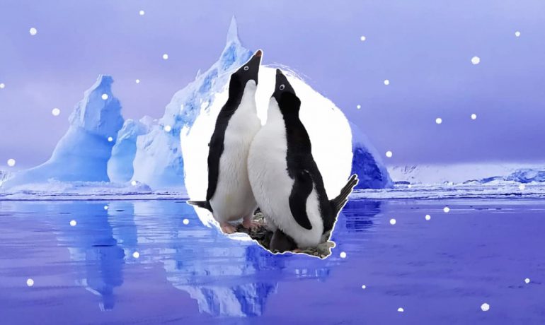 Анна Соіна: добровільна ізоляція серед антарктичних красот