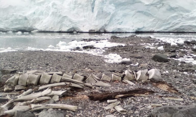 Велетень із сьомого століття: вчені НАНЦ дізналися, скільки років загадковому скелету кита в районі "Вернадського"