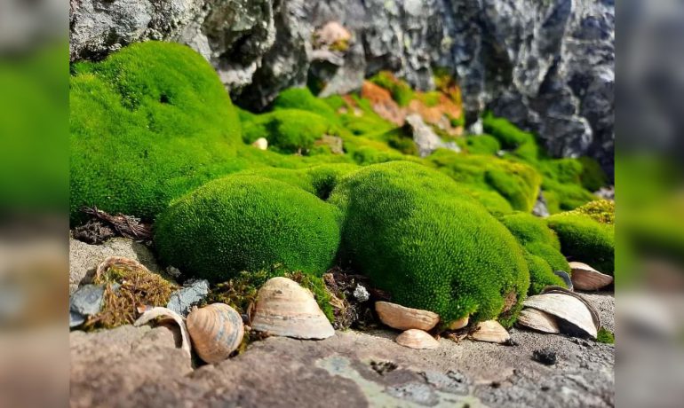 Почалися спільні українсько-чеські дослідження антарктичної рослинності