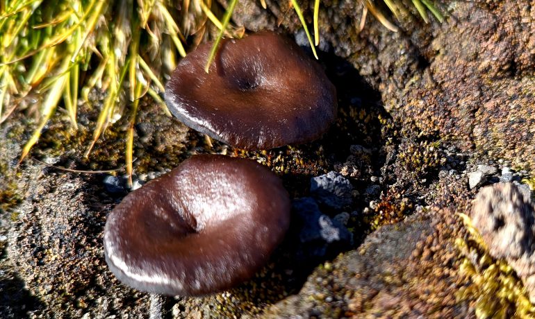 Завдяки “Ноосфері” та українським яхтам наші вчені розширили вивчення унікальних організмів Антарктики