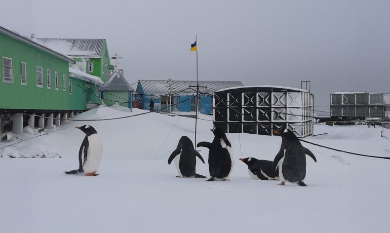 Ukraine’s Military Penguins Are Real, But They’re Not What You Think